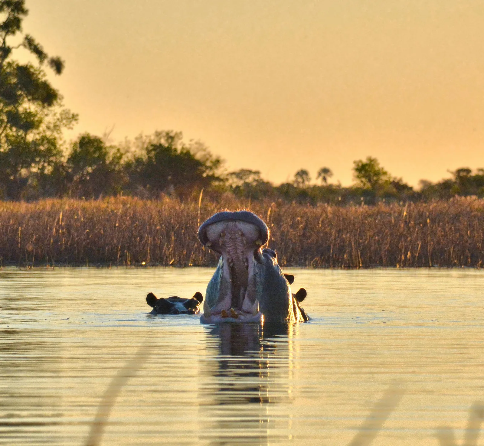Botswana – safari ve volné přírodě